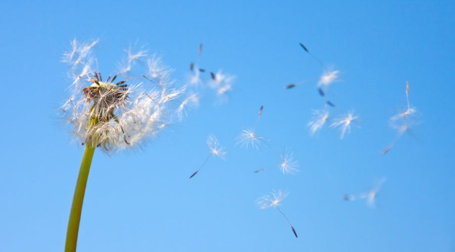 10 praktische tips bij Hooikoorts klachten!